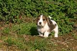 PTIT BASSET GRIFFON V.  004